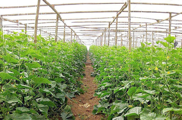 生態(tài)果蔬采摘園